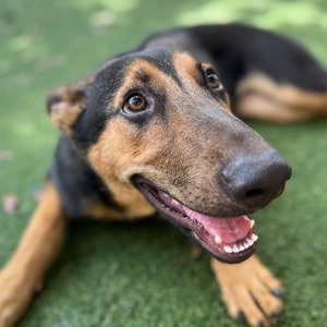 Fundraising Page: Shanelle Rodriguez